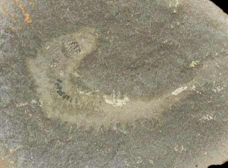 Esconites Fossil Worm (Pos/Neg) - Mazon Creek #101467